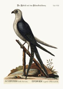 Der Schwalbenschwanzfalke, 1749-73