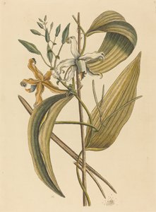 Die Vanelloe Epidendrum Vanilla, veröffentlicht 1731-1743