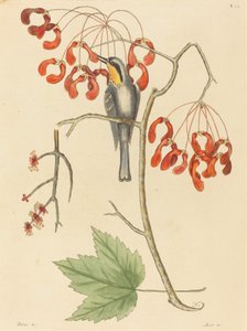 Der Gelbkehl-Kletterer, veröffentlicht 1754 von Mark Catesby