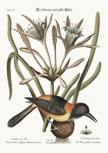 Der gelbe und schwarze Pye, 1749-73 von Mark Catesby