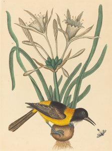 Der gelbe und schwarze Pye Oriolus Icterus, veröffentlicht 1731-1743 von Mark Catesby