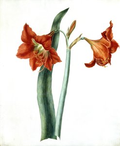 Amaryllis, um 1790