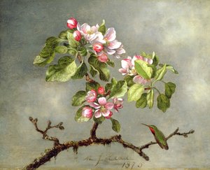 Apfelblüten und ein Kolibri