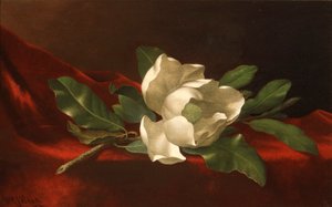 Magnolie
