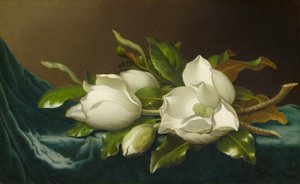 Magnolien auf hellblauem Samttuch von Martin Johnson Heade