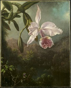Orchideenblüten von Martin Johnson Heade