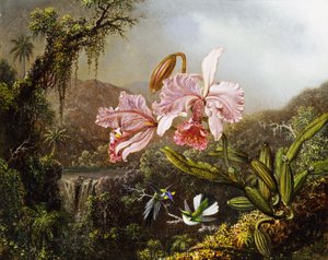 Orchideen und Kolibris im brasilianischen Dschungel