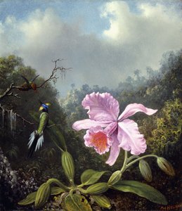 Stillleben mit Orchidee und Paar Kolibris, ca. 1890er