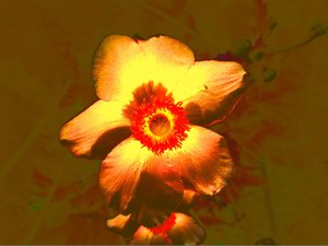 Blume