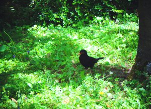 Die Amsel an einem Sommertag von Martina Konitzky