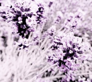 Lavendel Lila Silber von Martina Konitzky