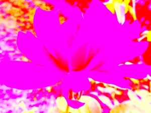 Rose Digitale Kunst