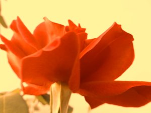 Rose Digitale Kunst