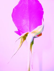 Rose Lila