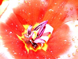 Tulpe von Martina Konitzky