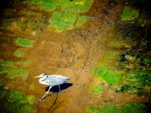 Vogel am Fluss von Martina Konitzky