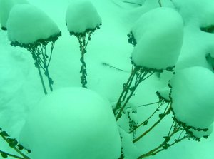 Winter Minze von Martina Konitzky
