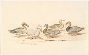 Studien verschiedener Entenarten von Martinus Rørbye