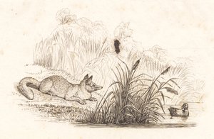 Illustration zu "Halvhundrede Fabler for Børn" von Hey von Martinus Rørbye