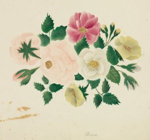 Junirosen