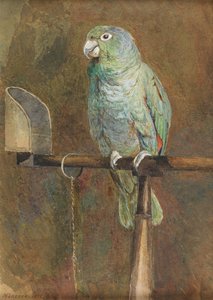 Polly der Papagei