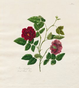Eine Sammlung von Rosen aus der Natur: Dunkle China-Rose, 1799 von Mary Lawrence