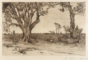 Alte Linden - In der Nähe von Easthampton