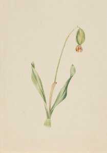 (Ohne Titel) (Pflanzenstudie) von Mary Vaux Walcott