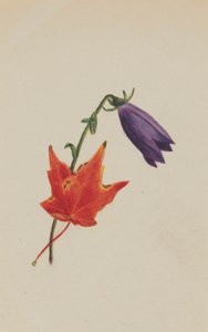 (Ohne Titel) von Mary Vaux Walcott