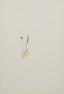 (Ohne Titel--Blumenstudie) von Mary Vaux Walcott