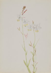 (Ohne Titel - Blumenstudie) von Mary Vaux Walcott