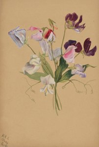 Ohne Titel--Blumenstudie von Mary Vaux Walcott