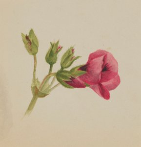 (Ohne Titel - Blumenstudie) von Mary Vaux Walcott