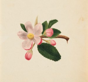 Ohne Titel (Blumenstudie)