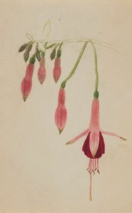 (Ohne Titel--Blumenstudie) von Mary Vaux Walcott