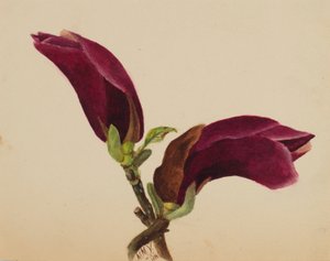 (Ohne Titel--Blumenstudie) von Mary Vaux Walcott