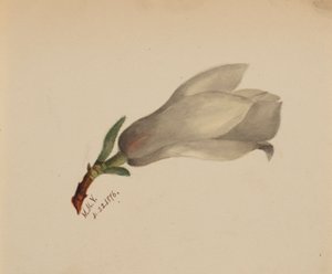 (Ohne Titel--Blumenstudie) von Mary Vaux Walcott