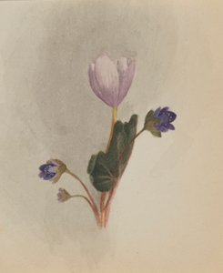 (Ohne Titel - Blumenstudie) von Mary Vaux Walcott