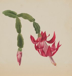 (Ohne Titel--Blumenstudie) von Mary Vaux Walcott