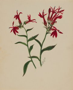 (Ohne Titel--Blumenstudie) von Mary Vaux Walcott