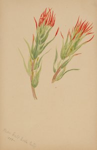 (Ohne Titel--Pflanzenstudie) von Mary Vaux Walcott
