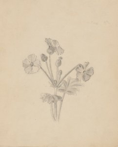 (Ohne Titel--Pflanzenstudie) von Mary Vaux Walcott
