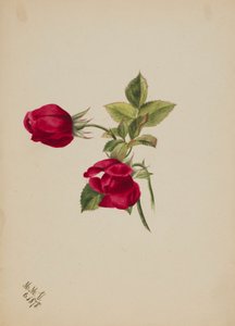 (Ohne Titel - Rose) von Mary Vaux Walcott