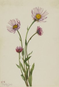 Alaska-Berufkraut (Erigeron salsuginosus)