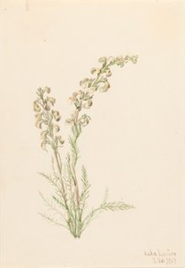 Alpen-Farnkraut Pedicularis contorta, 1907 von Mary Vaux Walcott