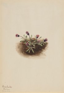 Alpen-Berufkraut (Erigeron unalaschcensis) von Mary Vaux Walcott