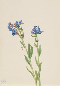 Alpen-Vergissmeinnicht Myosotis alpestris, 1937