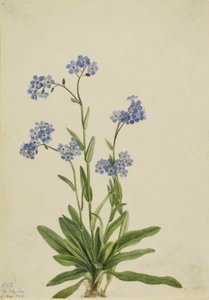 Alpen-Vergissmeinnicht (Myosotis alpestris) von Mary Vaux Walcott