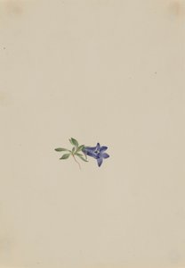 Alpen-Glockenblume Campanula lasiocarpa, n.d. von Mary Vaux Walcott