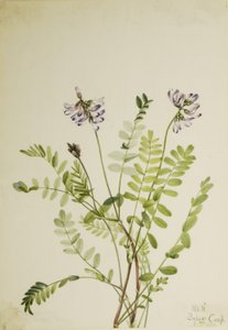 Alpen-Tragant (Astragalus alpinus) von Mary Vaux Walcott
